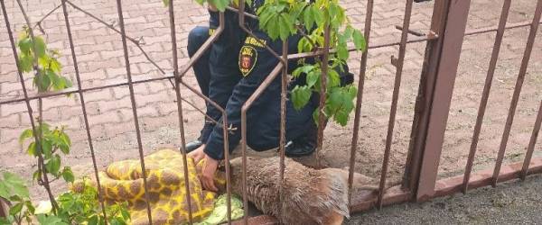 Młoda sarna w potrzasku – szybka reakcja służb w Kielcach!